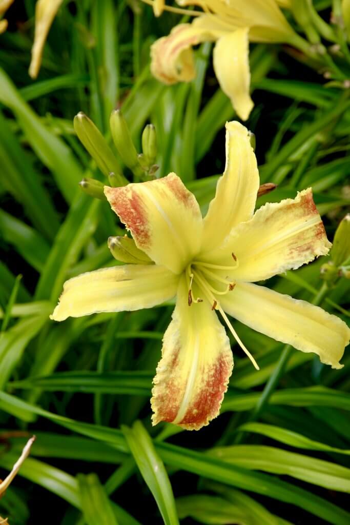 'Laughing Giraffe' VDU Botanikos sodas