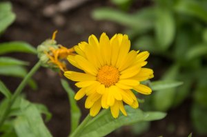 Vaistinė medetka (Calendula officinalis