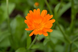 Vaistinė medetka (Calendula officinalis)