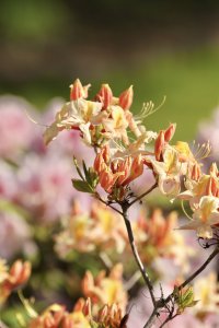 Vakarinis rododendras